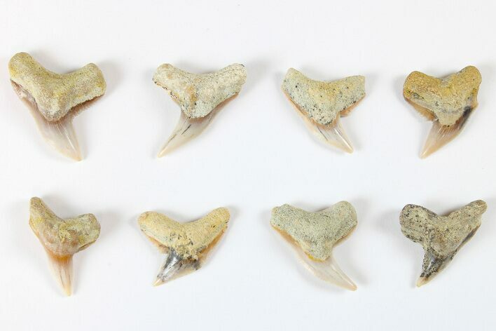 1" Fossil Long-Toothed Tiger Shark (Physogaleus) Teeth - Bakersfield, CA - Photo 1